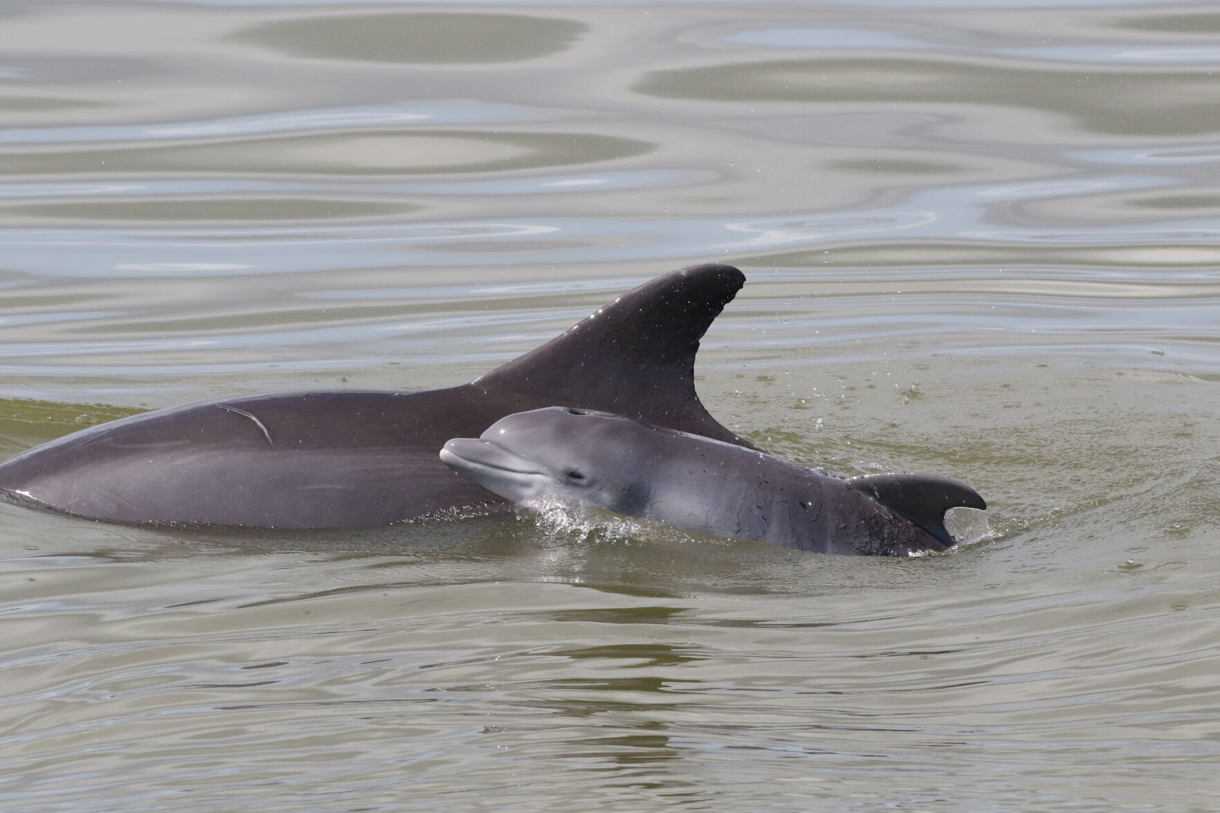Dolphins